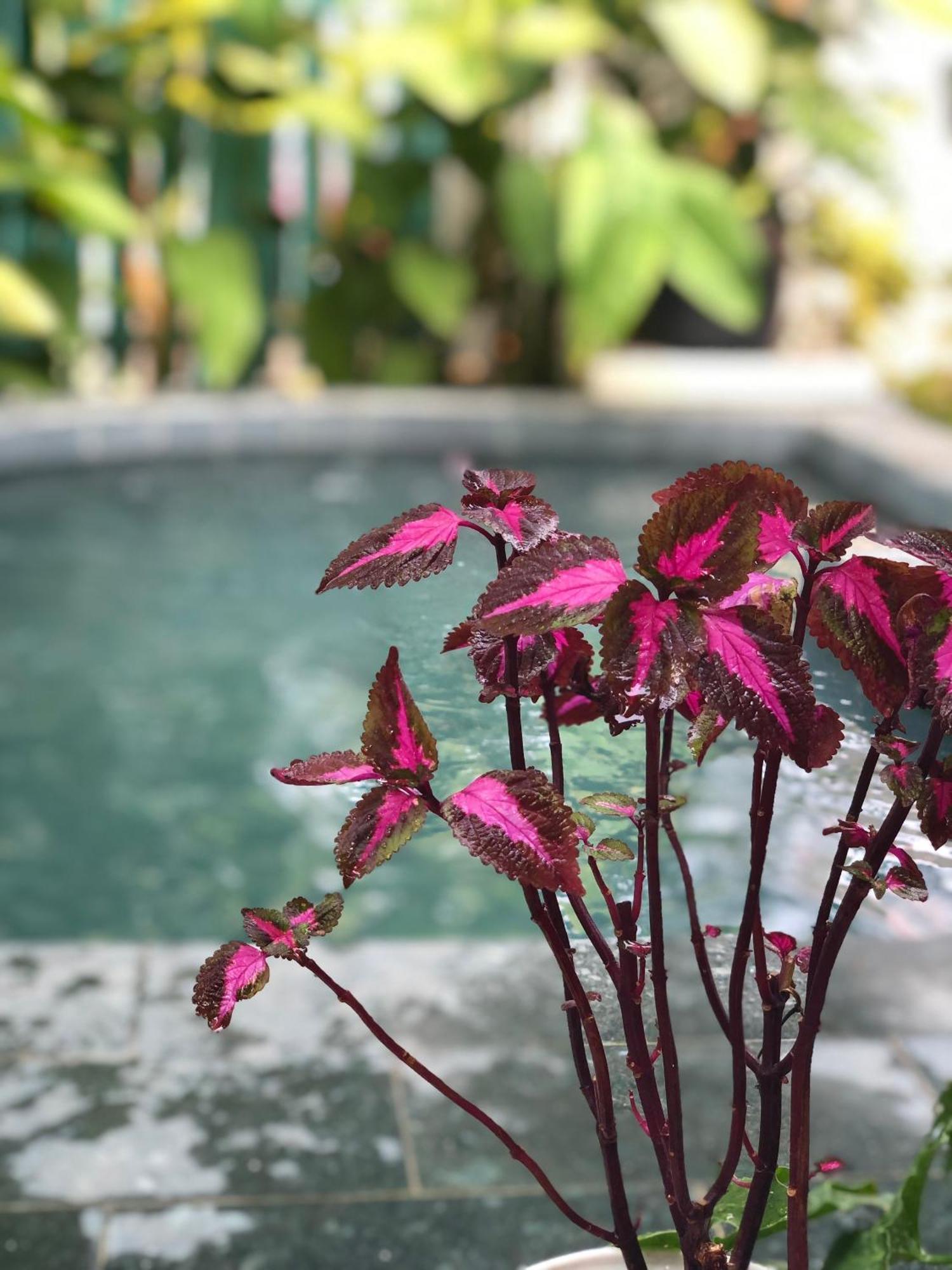 Hoi An Coastal Charm Villa - Jaccuzi Pool - Netflix Tan Thanh Exteriör bild